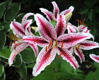 Lilia orientalna Dizzy - 1 cebula