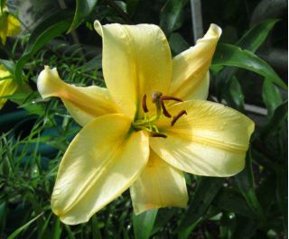 Lilia drzewiasta OT Orania - 1 cebula