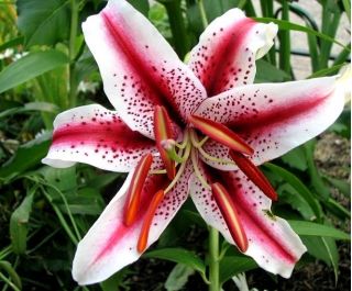 Lilia orientalna Dizzy - 1 cebula