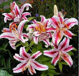 Lilia orientalna Dizzy - 1 cebula