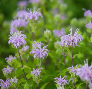 Monarda, pysznogłówka dwoista - mieszanka - 180 nasion