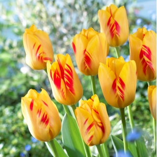 Tulipan Olympic Flame - 5 szt.