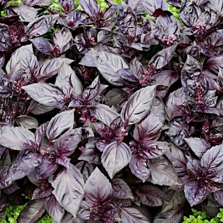 Bazylia Dark Opal - czerwona