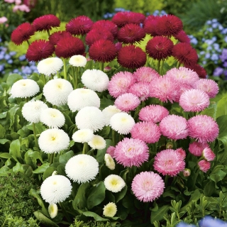 Stokrotka pomponette - 690 nasion