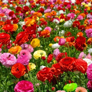 Jaskier - GIGA paczka! - 500 szt.