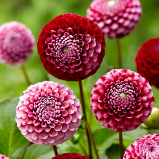 Dalia - Chick a Dee US