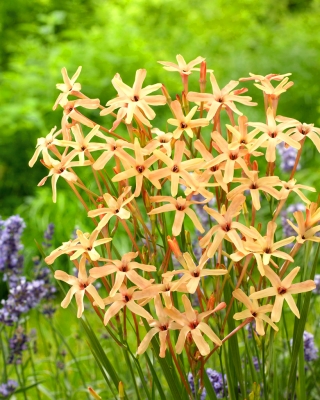 Ixia - Iksja Paniculata Eos - 25 szt.