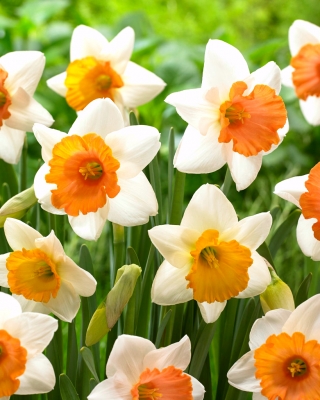 Narcyz Chromacolor - 5 cebulek