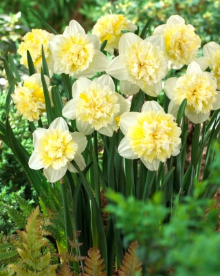 Narcyz Ice King - duża paczka! - 50 szt.