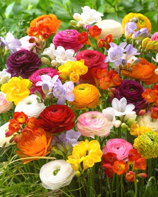 Jaskry i frezje - zestaw różnokolorowych roślin - 100 szt.