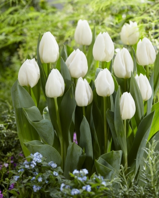 Tulipan White Prince - duża paczka! - 50 szt.