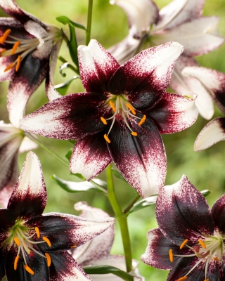 Lilia tygrysia - Stracciatella Event