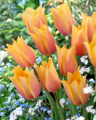 Tulipan Blushing Lady - 5 szt.