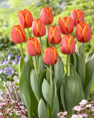 Tulipan Ad Rem - 5 szt.