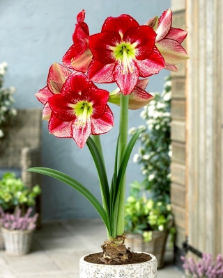 Hipeastrum - Amarylis - Flamenco Queen