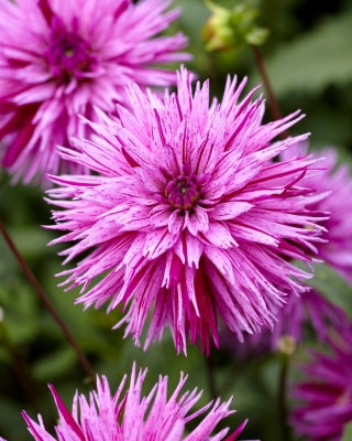 Dalia - Striped Ambition