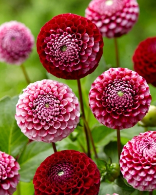 Dalia - Chick a Dee US