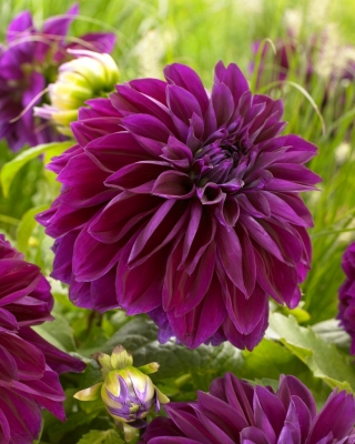 Dalia - Thomas A. Edison