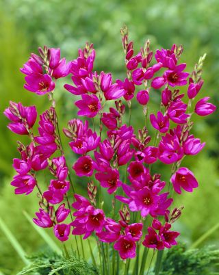 Ixia - Iksja Mabel - 25 szt.