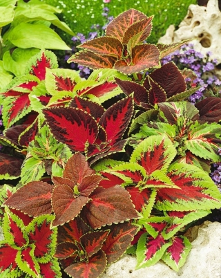 Koleus Rainbow - 10 nasion