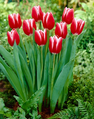 Tulipan Kung Fu - duża paczka! - 50 szt.