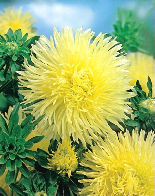 Aster chiński igiełkowy żółty - 500 nasion