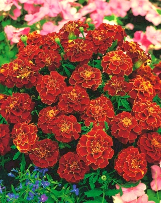 Aksamitka rozpierzchła aurora - czerwona - 350 nasion