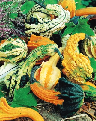 Dynia dekoracyjna - Autumn Wings - 22 nasiona