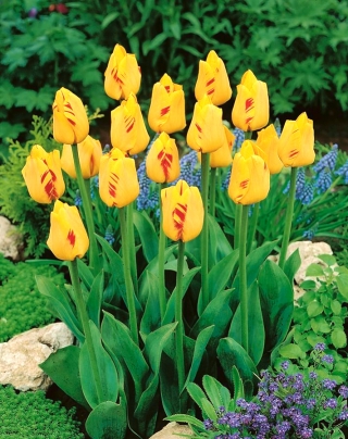 Tulipan Olympic Flame - 5 szt.