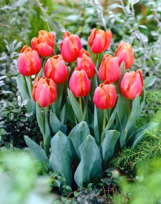 Tulipan Jimmy - 5 szt.