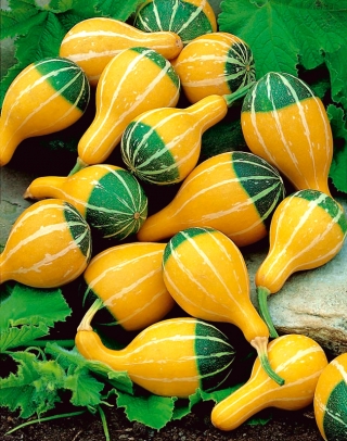 Dynia ozdobna Pear Bicolour