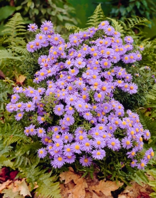 Aster krzaczasty - Prof. Anton Kippenberg