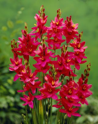 Ixia - Iksja Venus - 25 szt.
