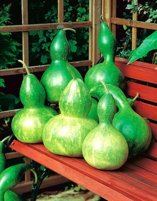 Tykwa pospolita - 7 nasion