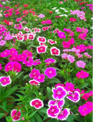 Goździk chiński – mieszanka - 1100 nasion