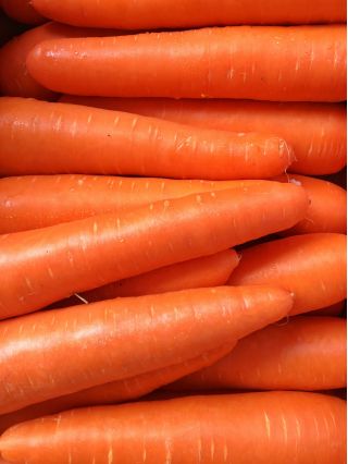 Marchew Jagna - typ karotka, średnio wczesna - 4250 nasion