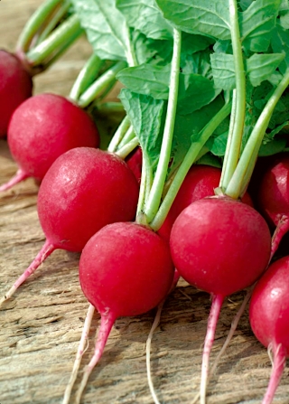 Rzodkiewka Saxa 3 (czerwona) - wczesna