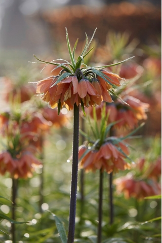 Korona Cesarska - Brahms - 1 cebula