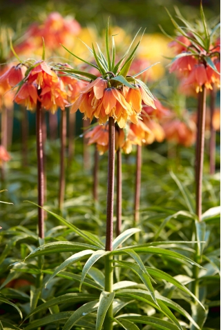 Korona Cesarska - Bach - 1 cebula