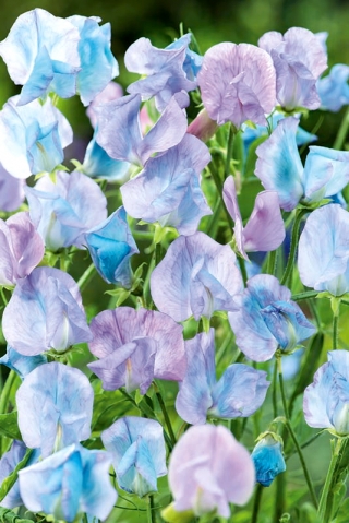 Groszek pachnący jasnoniebieski