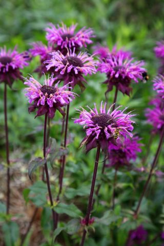 Monarda, pysznogłówka dwoista - mieszanka - 180 nasion