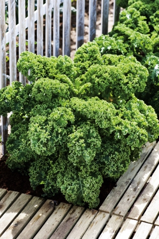 Jarmuż zielony Dwarf Green Curled - 300 nasion