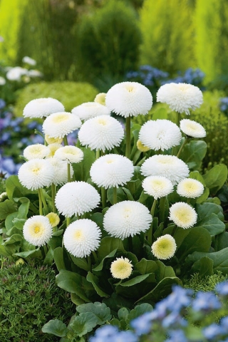 Stokrotka pomponette - biała - 690 nasion