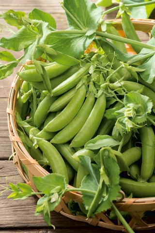 Groch Boogie - intensywnie zielony, wąsaty