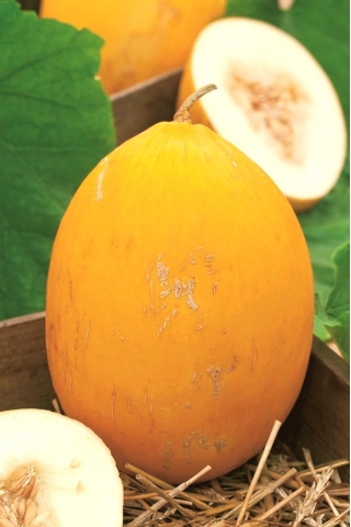 Melon Jaune Canari 2