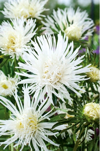 Aster karłowy Jaś - biały