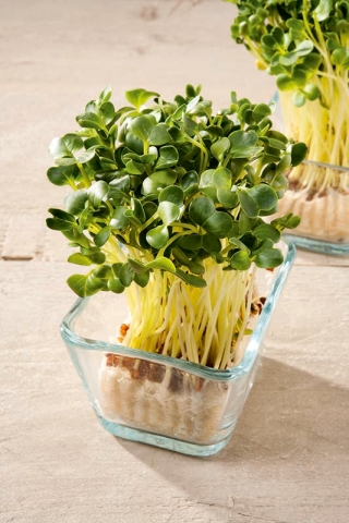 Microgreens - Rzodkiewka - młode listki o unikalnym smaku - 1 kg