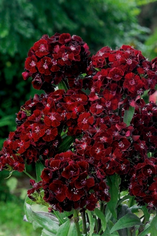 Goździk brodaty Black Magic - 450 nasion