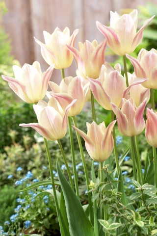 Tulipan Elegant Lady - 5 szt.