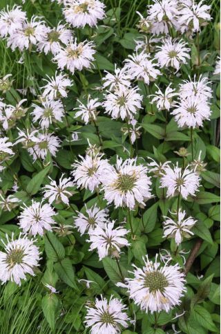 Monarda, pysznogłówka dwoista - mieszanka - 180 nasion